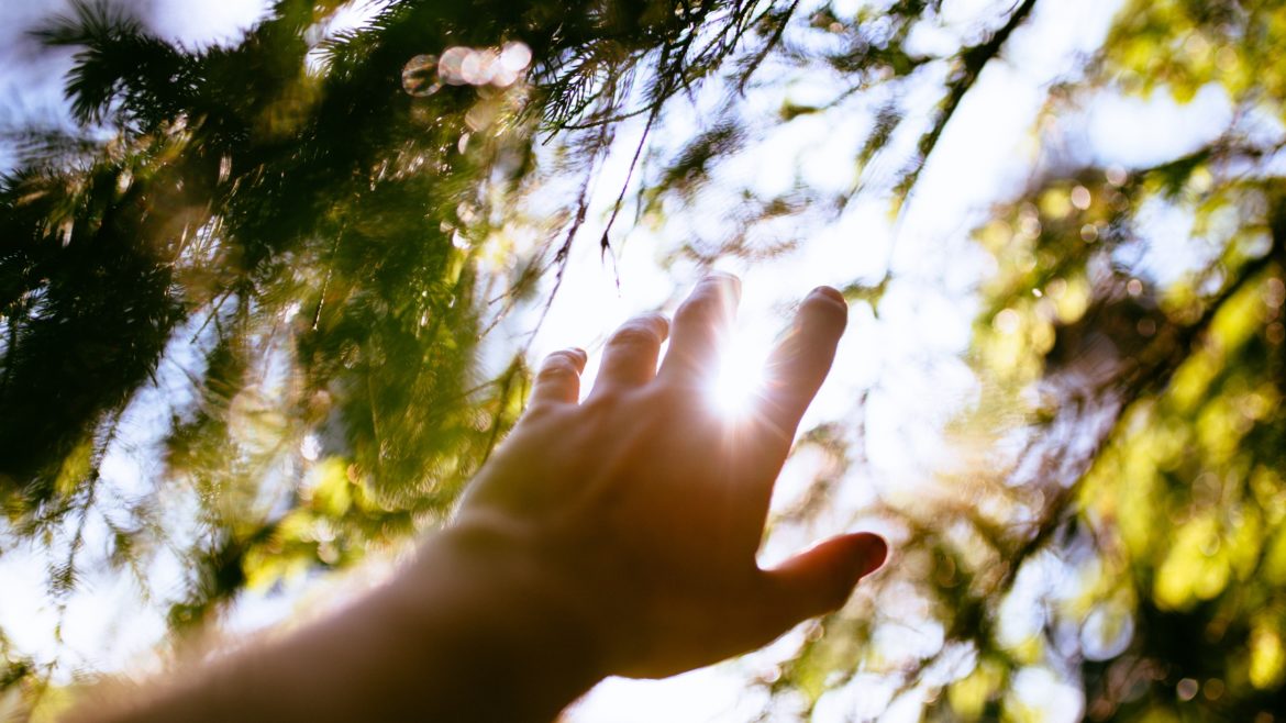 צמחים ועצים בגינה