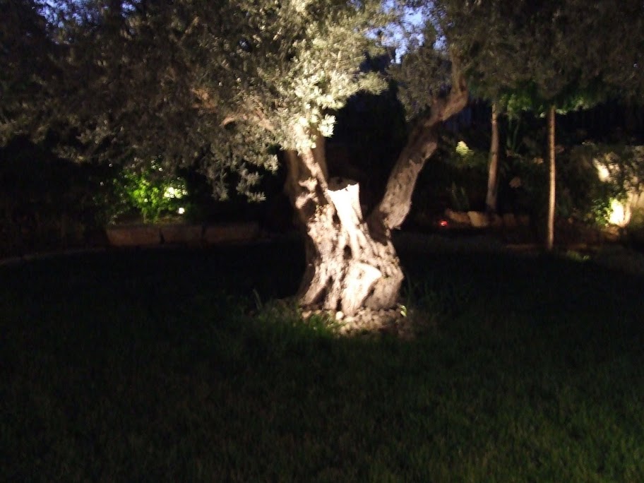 תאורה ממוקדת לעץ זית